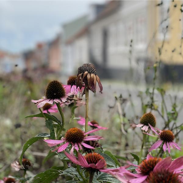 De smukke blomster i KlimaByen i Middelfart