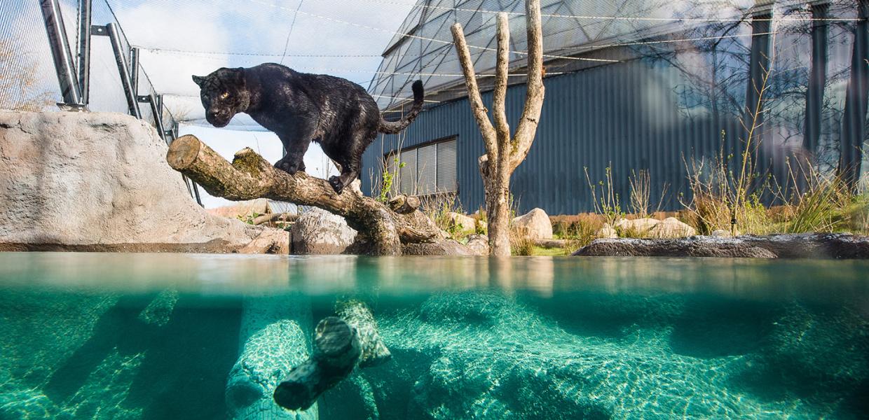 Randers Regnskov - Jaguaren