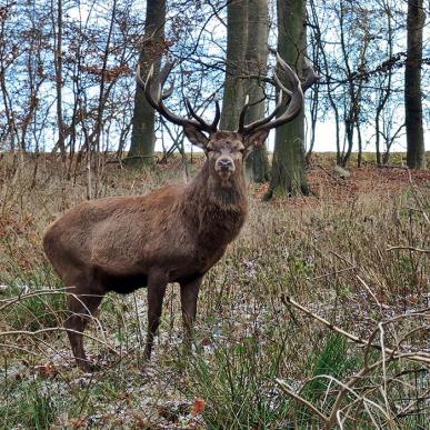 Hindsgavl Dyrehave i Middelfart-Kronvildt