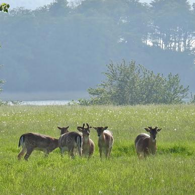 Dyrene. dem smukke natur, bæltet - så bliver det ikke flottere - Hindsgavl Halvøen - Middelfart